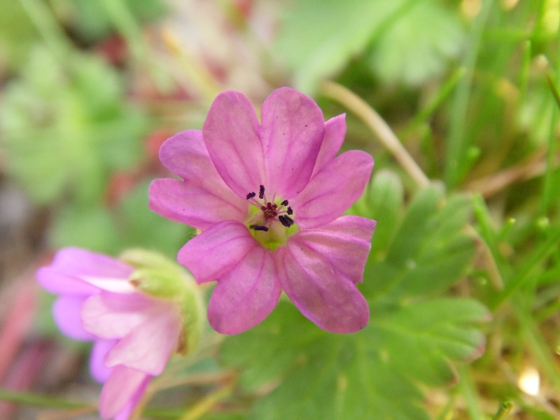 Fiore 6 da determinare - Geranium sp.